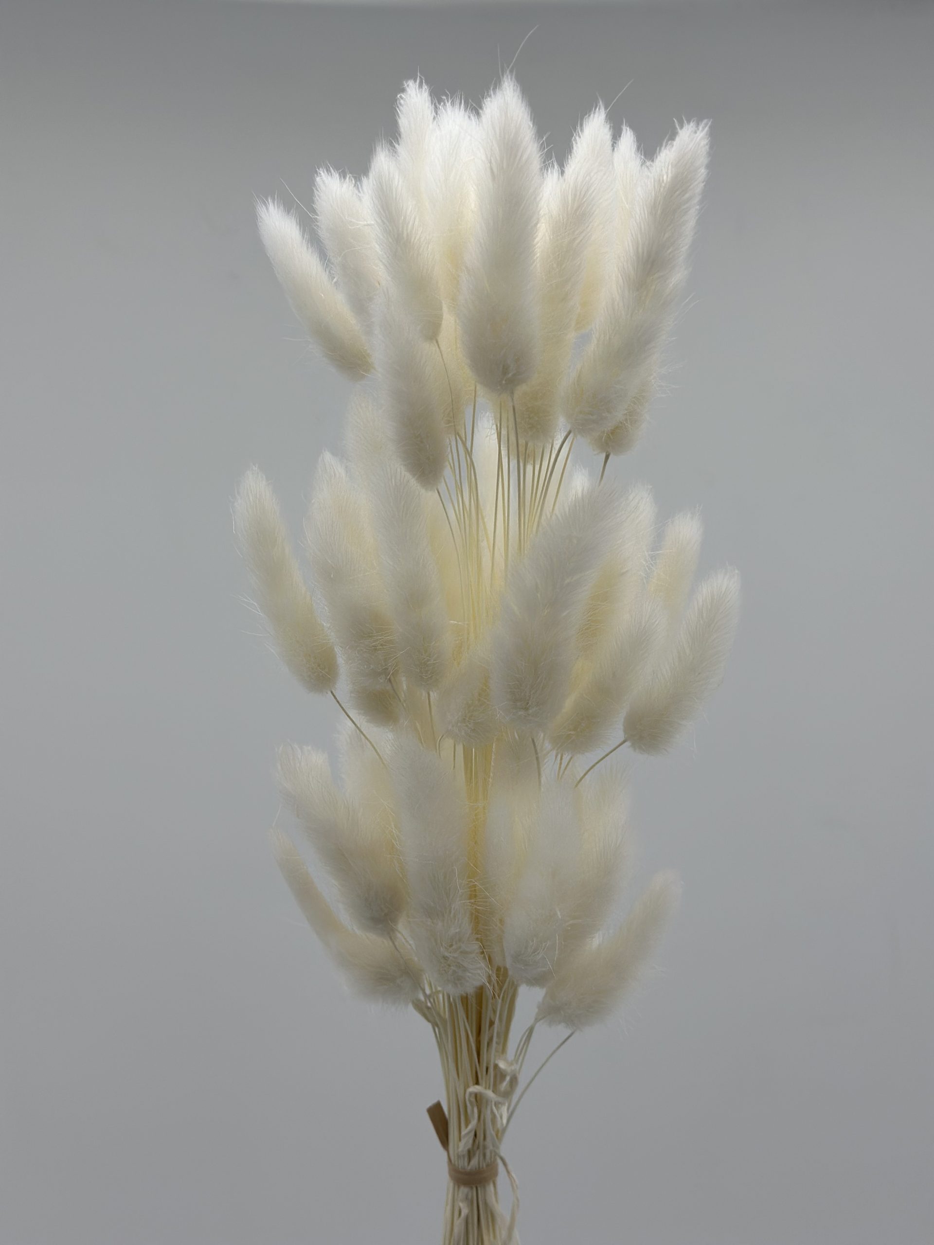 product_9ac2a6dcd445a3128f48a5f804352e9a