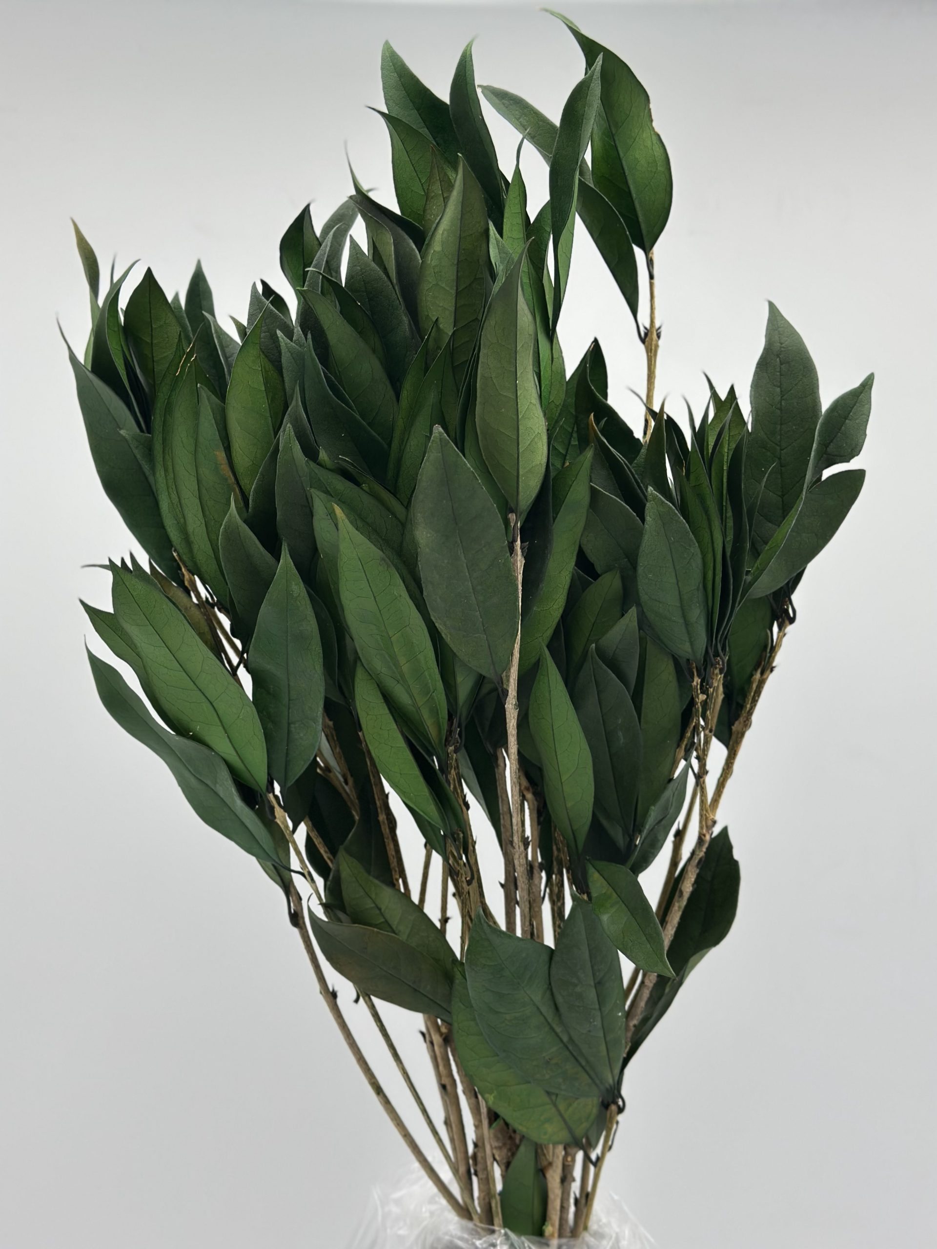 product_9ed623a81a8082a5fd55f7ad80518900