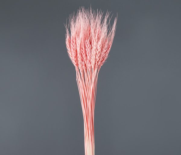 product_a4b21f2efed24c6602835633794d57b4