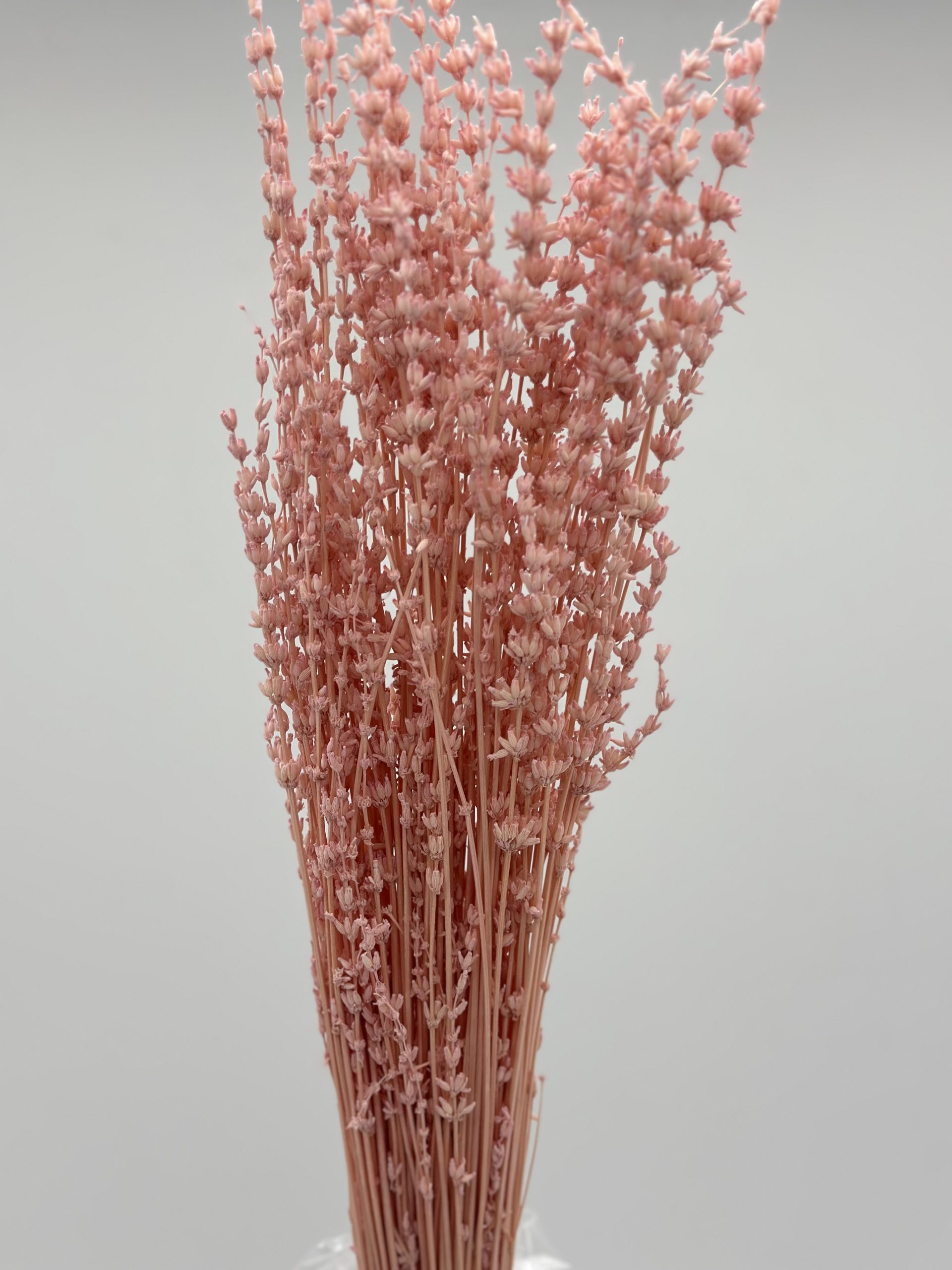 product_b9b69b98393167a80347569de038f956