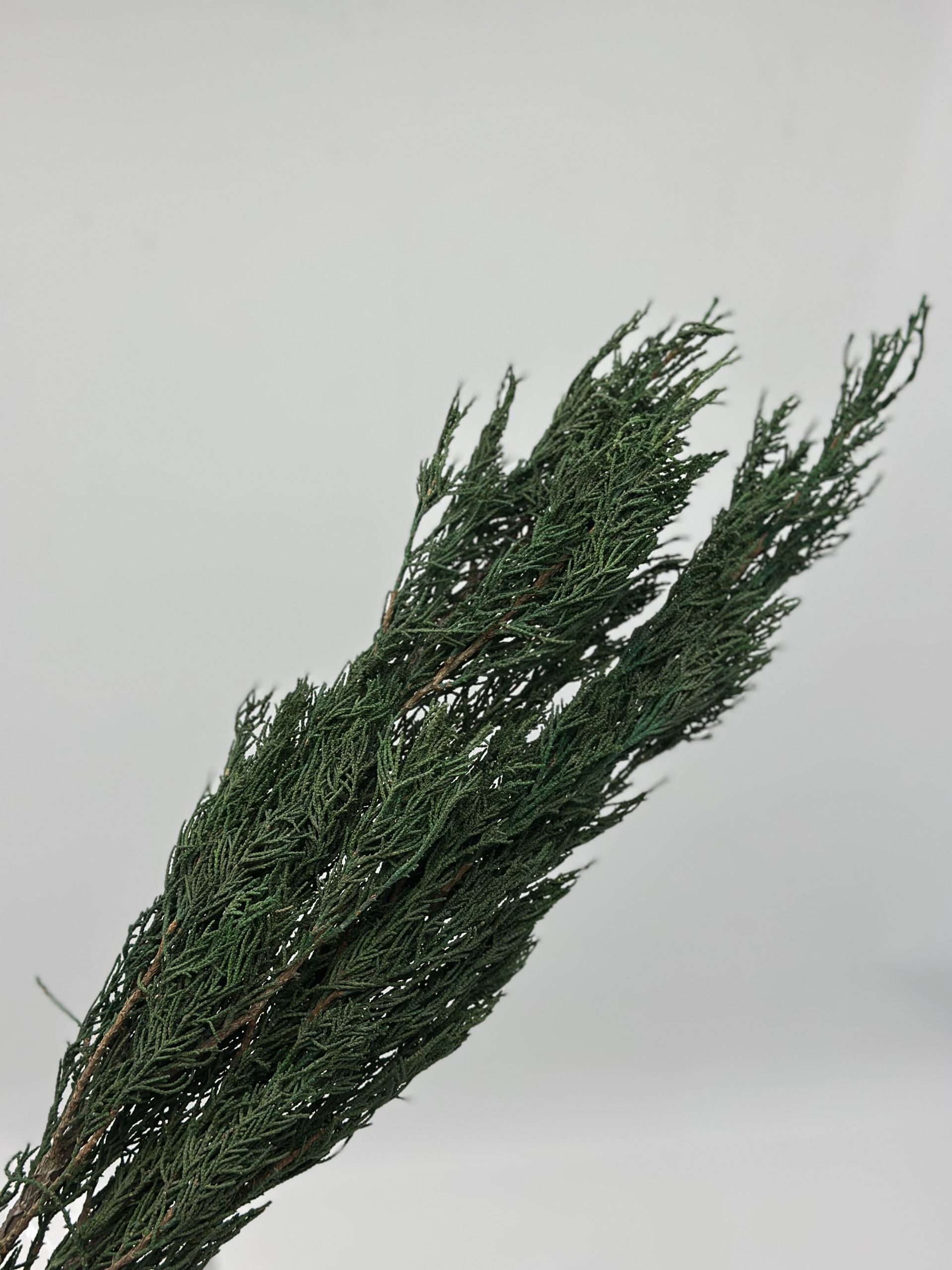 product_e68d2152f04707a62934d1b3f54af8f2