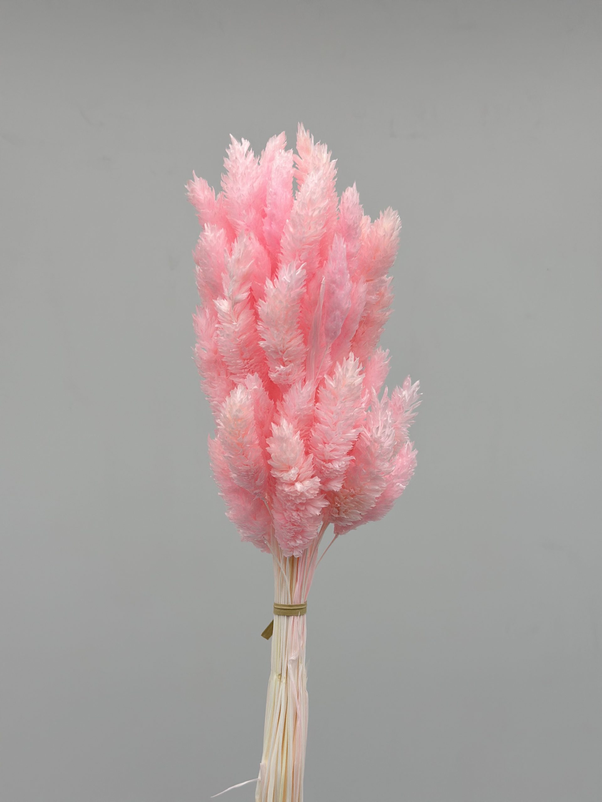 product_e8e0d079013787524d40781f585d1210