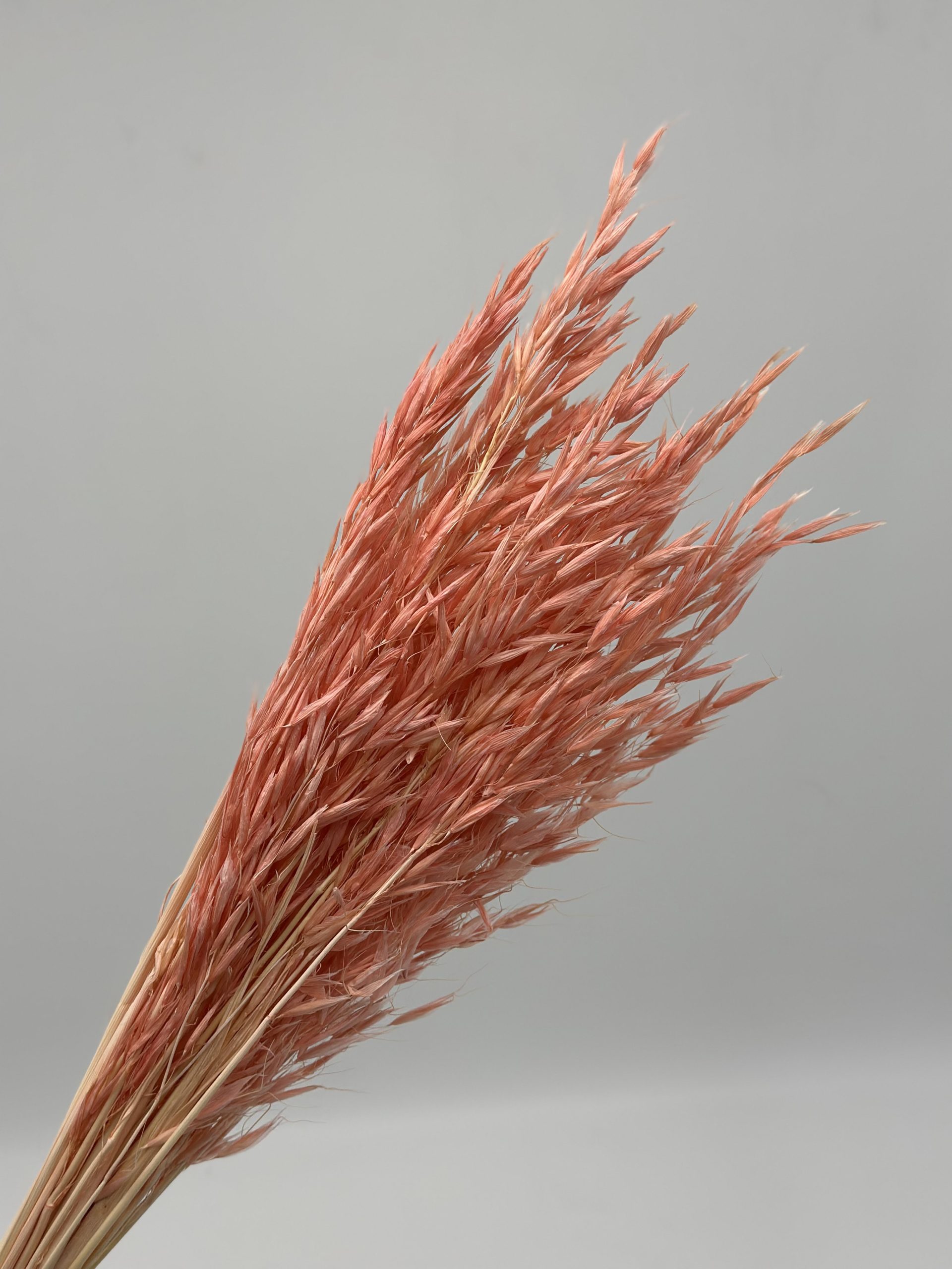 product_f26bd18ba44d1cd6cb8c9de6afc6cd51