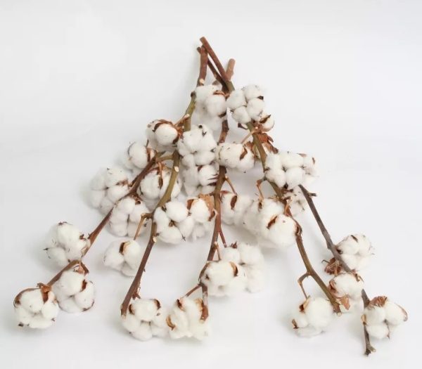 product_0da9cffc73abca91bf90670239ffbd35