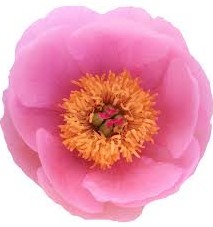 Пион Salmon Saucer